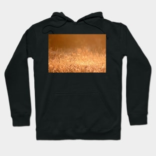 Golden grass field in the summer mountain photography Hoodie